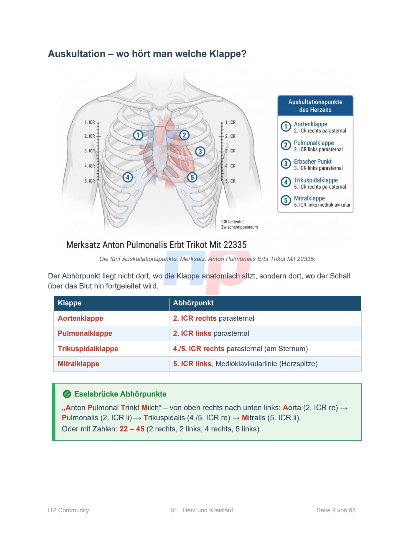 Seite 9 aus dem Skript Herz und Kreislauf: Auskultation – wo hört man welche Klappe? Mit Brustkorb-Bild, Tabelle der Abhörpunkte und der Eselsbrücke Anton Pulmonal Trinkt Milch